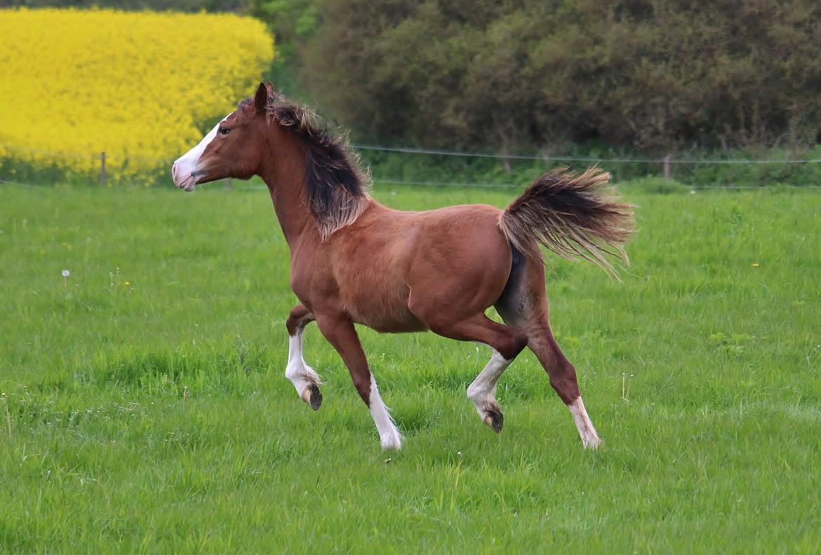 Welsh Cob (sec D) Melanders Flora - Flora på sommergræs 2015 nu 1 år billede 46