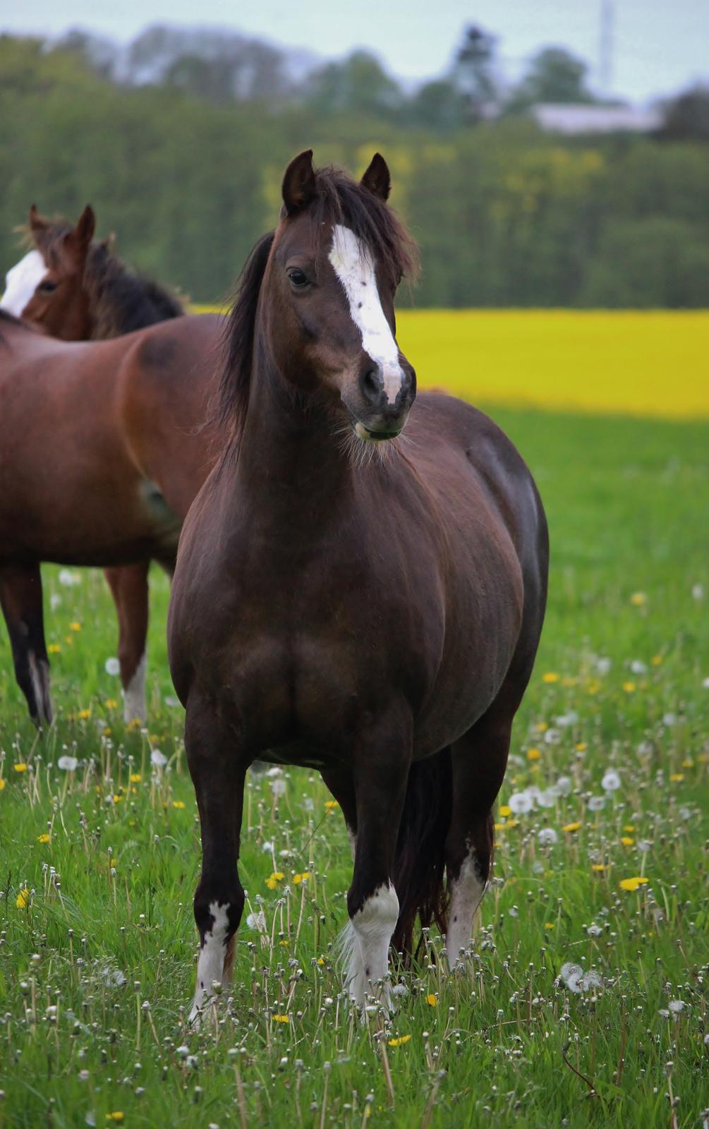 Welsh Pony af Cob-type (sec C) Maesllwch Lilibet - Lilibet sommergræs 2015 billede 37