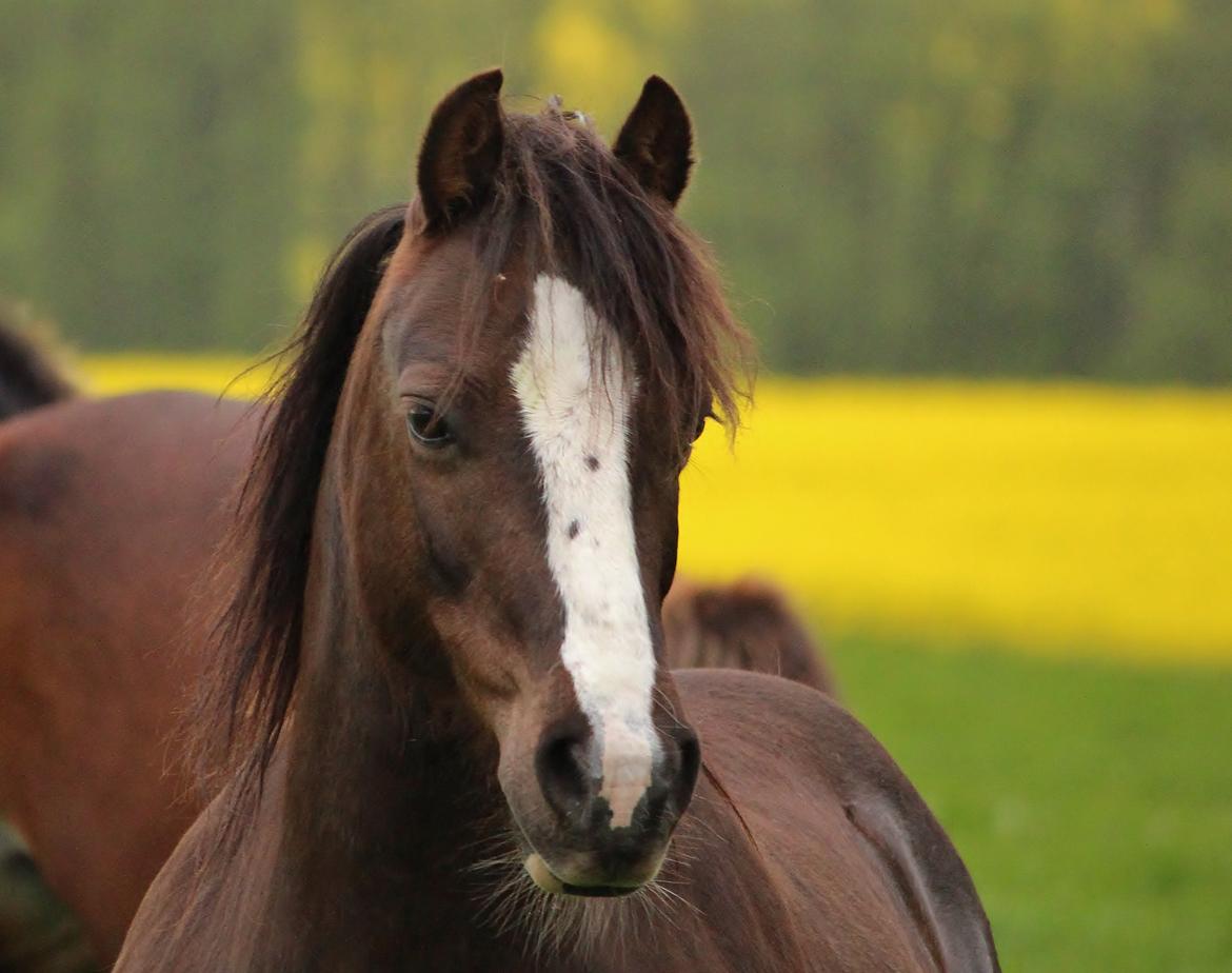 Welsh Pony af Cob-type (sec C) Maesllwch Lilibet - Sommergræs 2015 billede 39