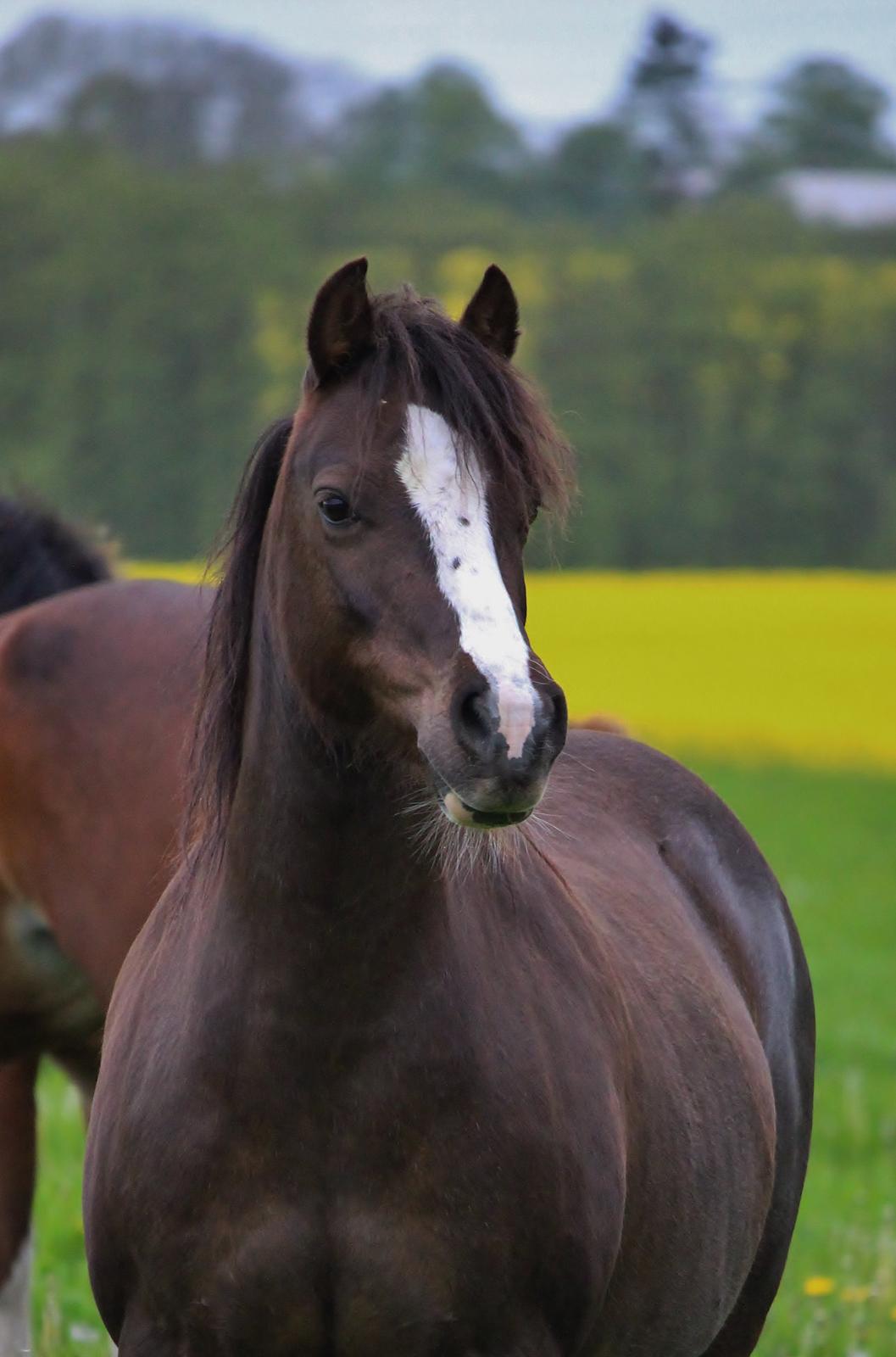 Welsh Pony af Cob-type (sec C) Maesllwch Lilibet - Sommergræs 2015.  billede 38