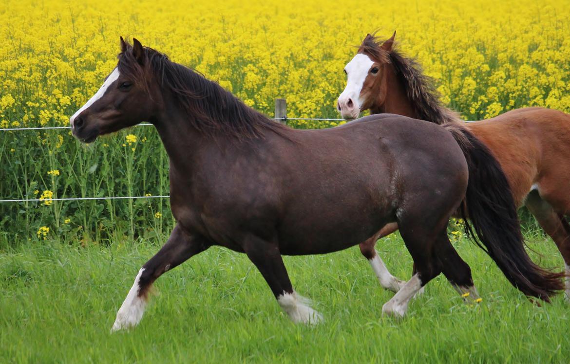 Welsh Pony af Cob-type (sec C) Maesllwch Lilibet - Sommergræs 2015 billede 40