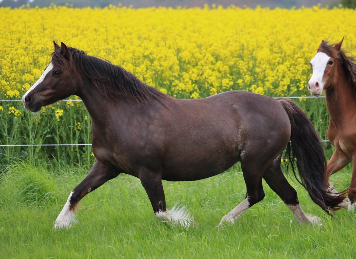 Welsh Pony af Cob-type (sec C) Maesllwch Lilibet - Sommergræs 2015 billede 41