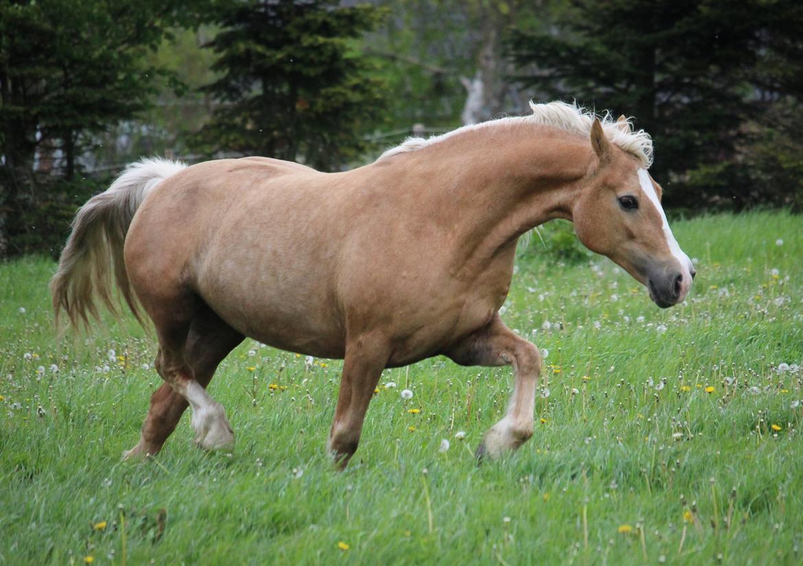 Welsh Cob (sec D) Rosalinde - Rosa sommergræs 2015 billede 40