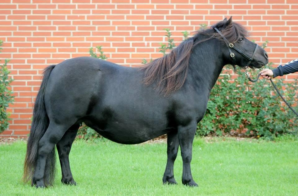 Shetlænder Signorina v.'t Laantje billede 1