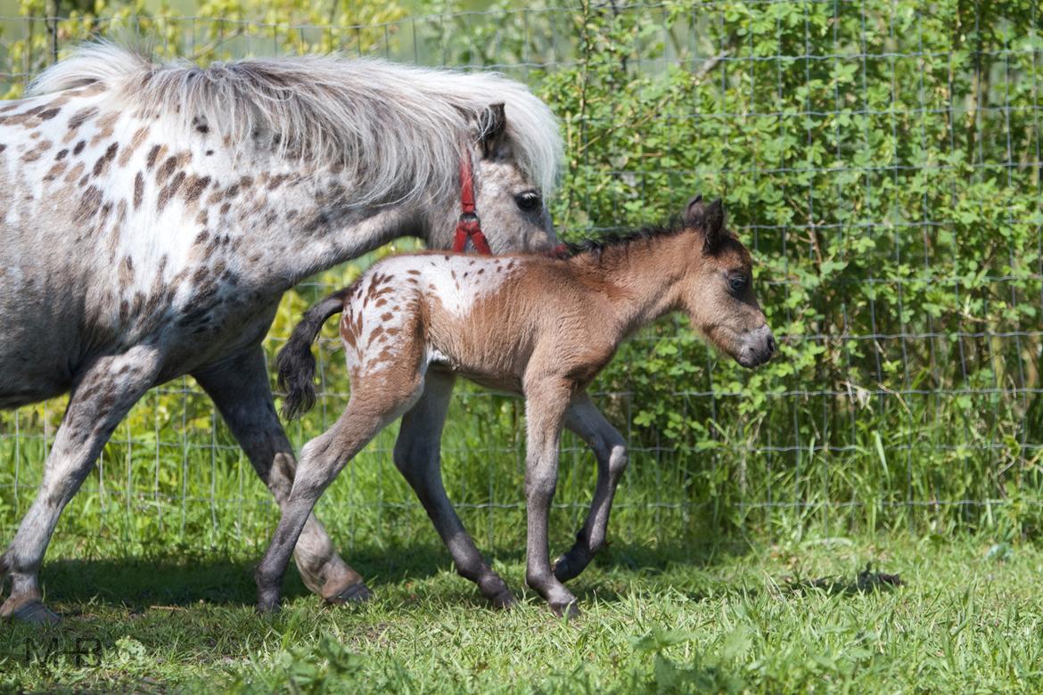 Knabstrupper Kragheredens Master of Passion billede 10