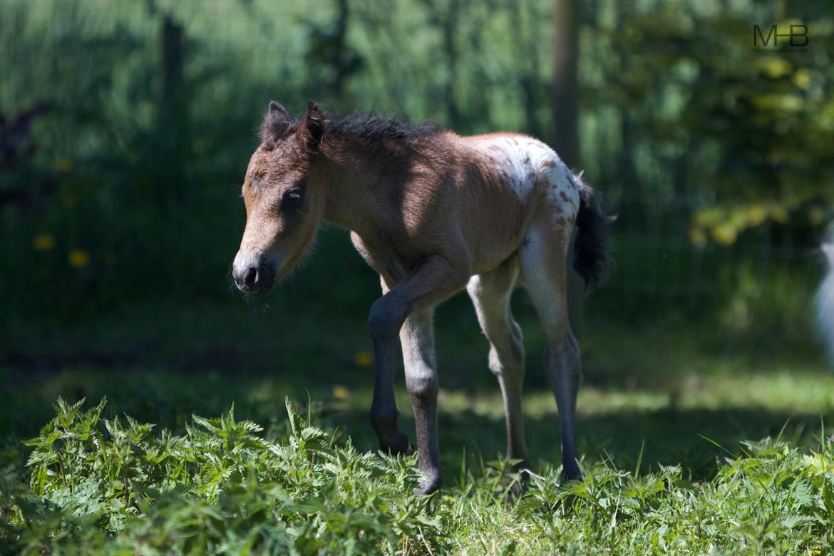 Knabstrupper Kragheredens Master of Passion billede 12