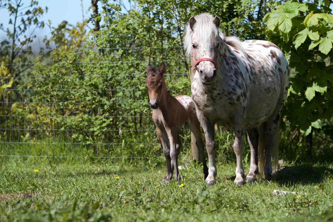 Knabstrupper Kragheredens Master of Passion billede 16