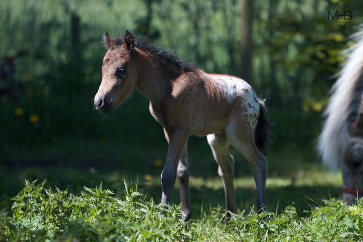 Knabstrupper Kragheredens Master of Passion billede 13