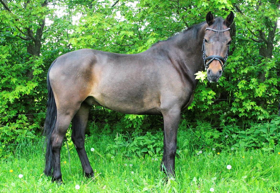 New Forest Skovens Micon  - Maj 2015 | Smukkeste fyr ♥. billede 17