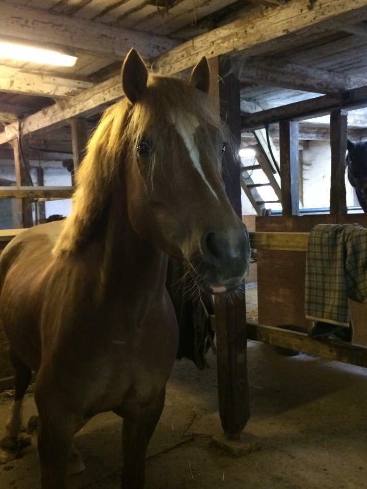 Welsh Cob (sec D) Stenløkkegårds annabell billede 10