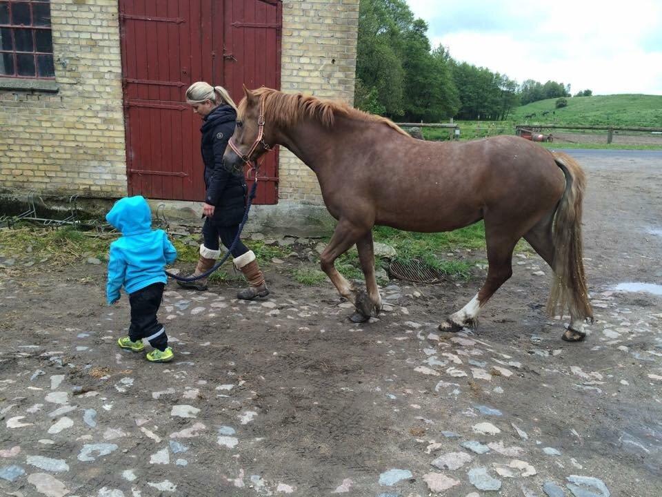 Welsh Cob (sec D) Stenløkkegårds annabell billede 12