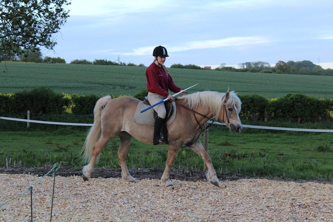 Haflinger Alice billede 2