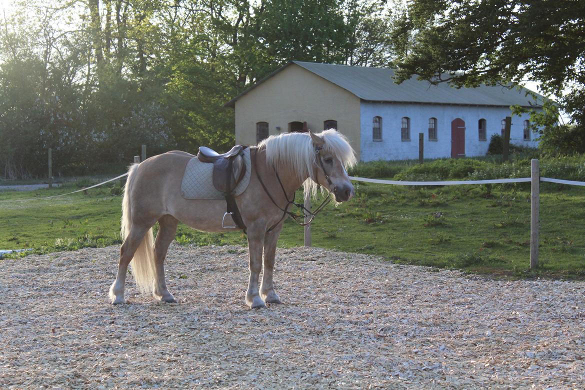 Haflinger Alice billede 12