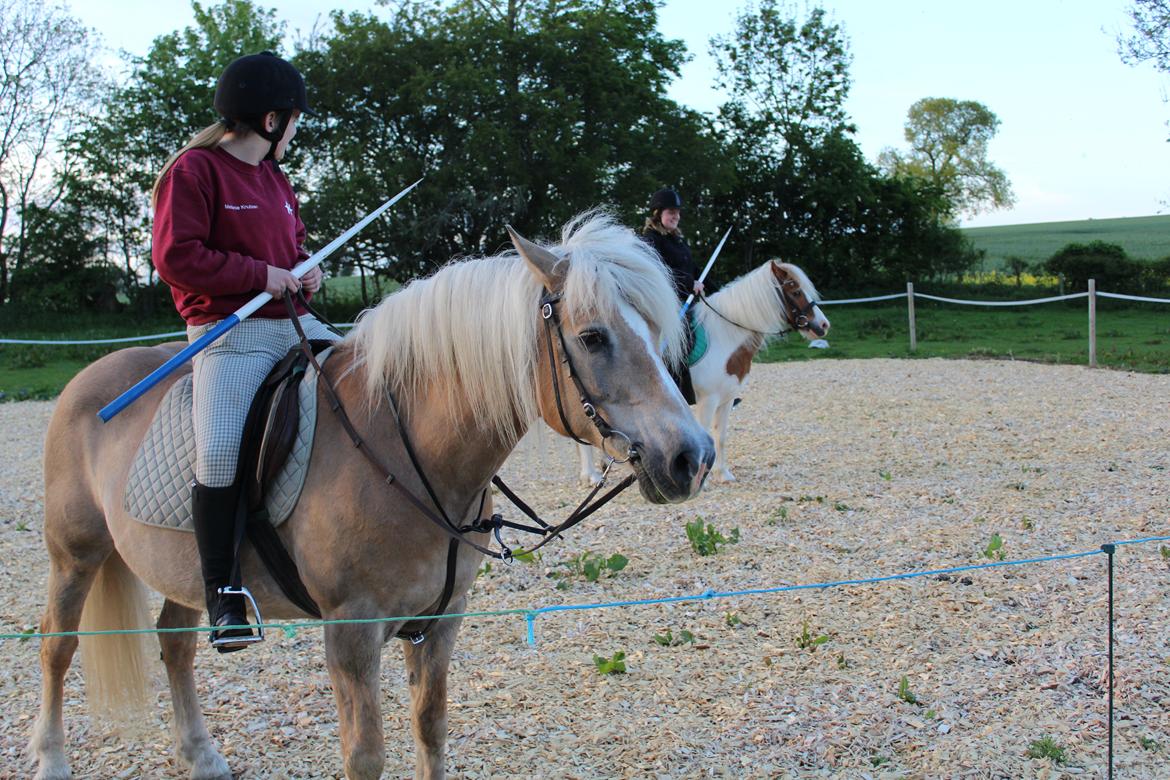 Haflinger Alice billede 13