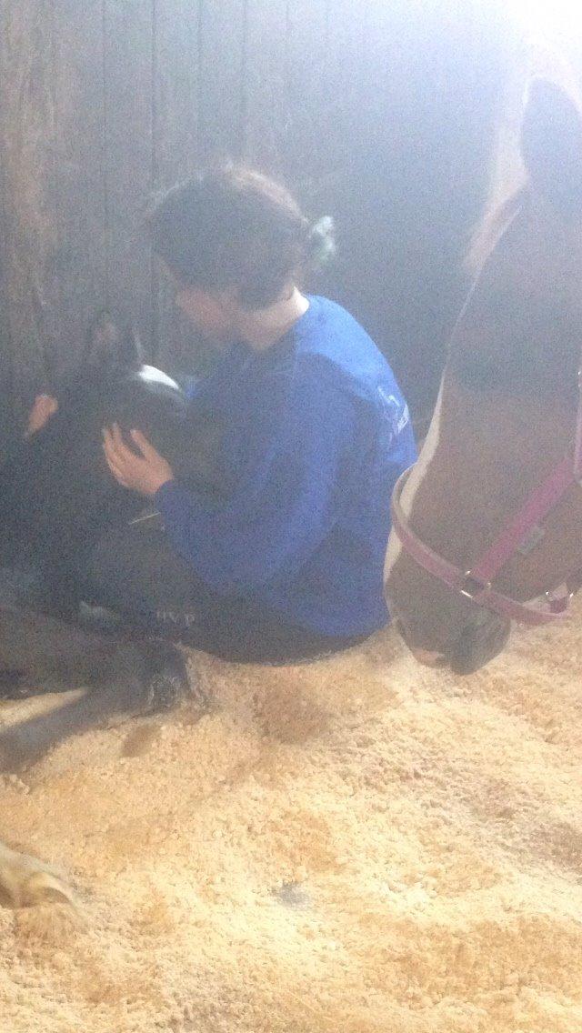 Dansk Varmblod Zetsubou die Weltrose billede 9