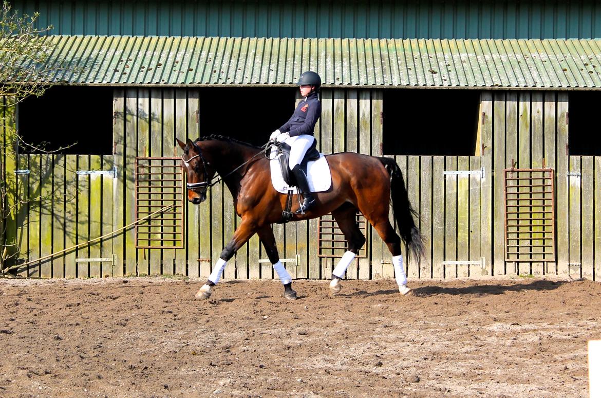 Dansk Varmblod Valløs Barosso - Lille fisen til hans første stævne! <3 billede 1