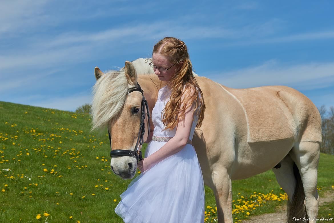 Fjordhest Stald Kiels Natur - Min konfirmation d. 3.5.2015 billede 8