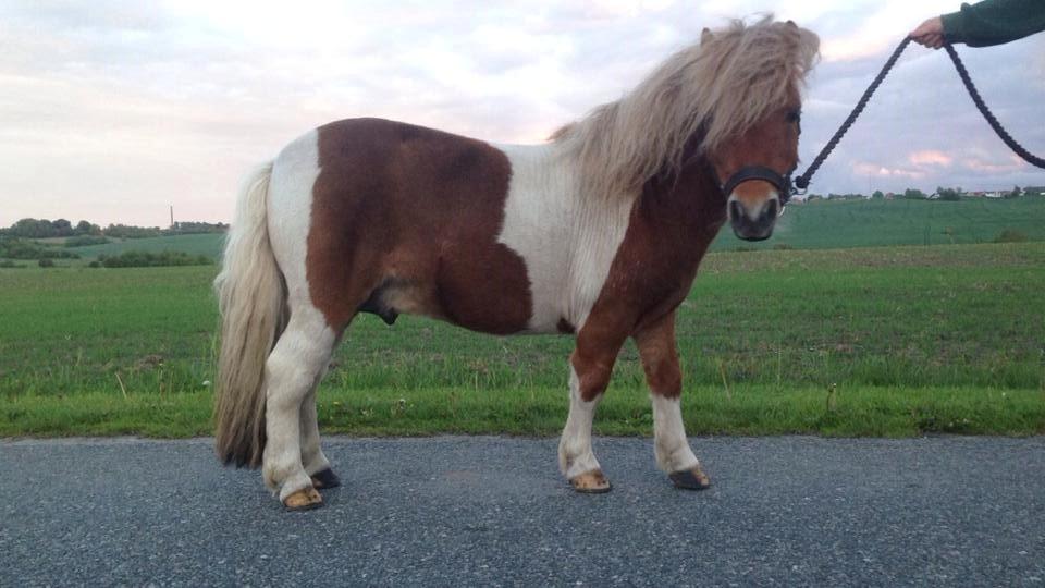Anden særlig race krølle billede 12