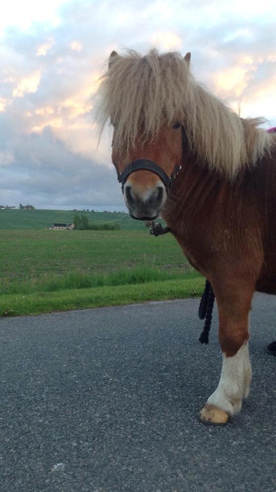Anden særlig race krølle billede 13