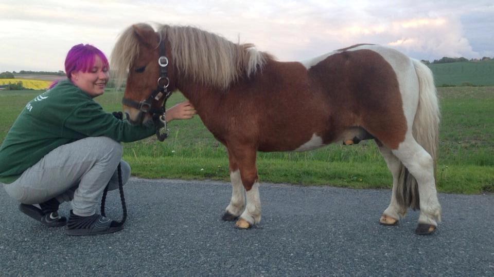 Anden særlig race krølle billede 14