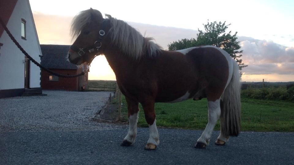 Anden særlig race krølle billede 15