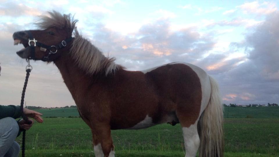 Anden særlig race krølle billede 16