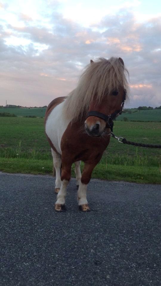 Anden særlig race krølle billede 17