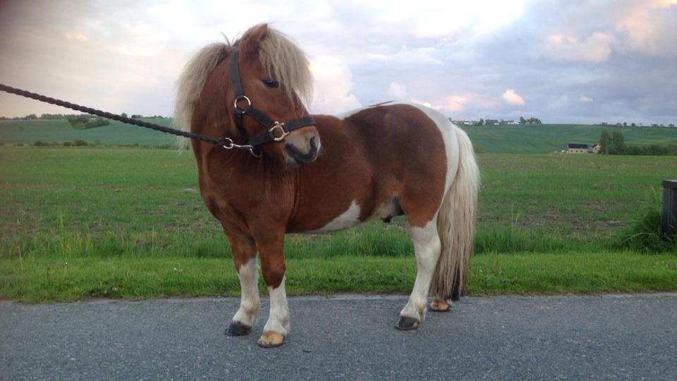 Anden særlig race krølle billede 18