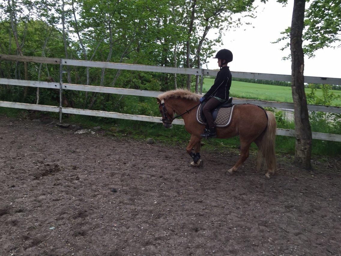 Welsh Pony (sec B) Rødsandgaards Beauty *solgt* billede 11