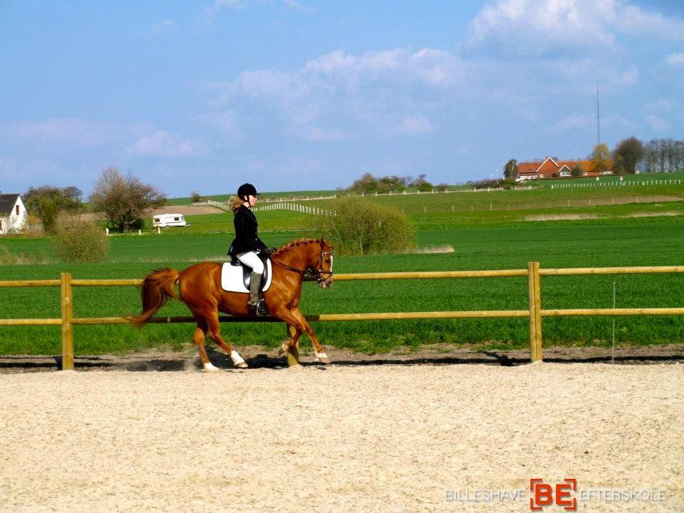 Anden særlig race Tara billede 3