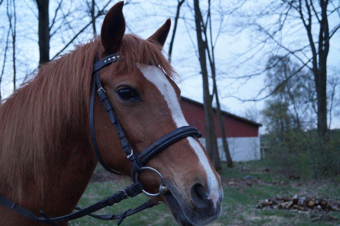 Anden særlig race Tara billede 13