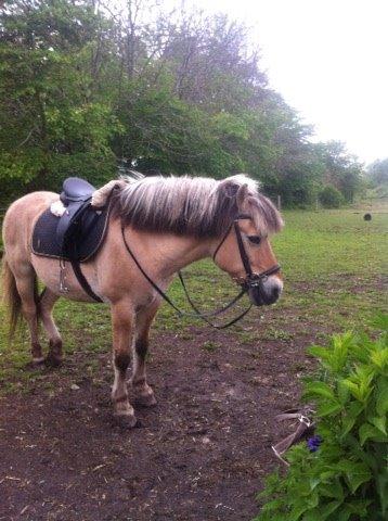 Fjordhest Aslan billede 2