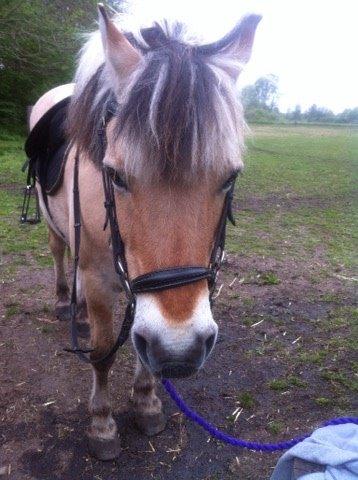 Fjordhest Aslan billede 4