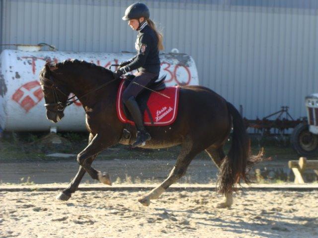 Welsh Cob (sec D) Lesto Havannah Klubmester 2013! billede 6