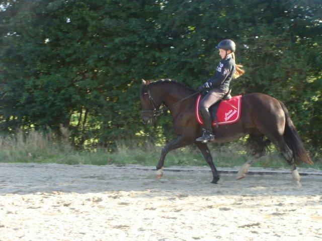 Welsh Cob (sec D) Lesto Havannah Klubmester 2013! billede 2