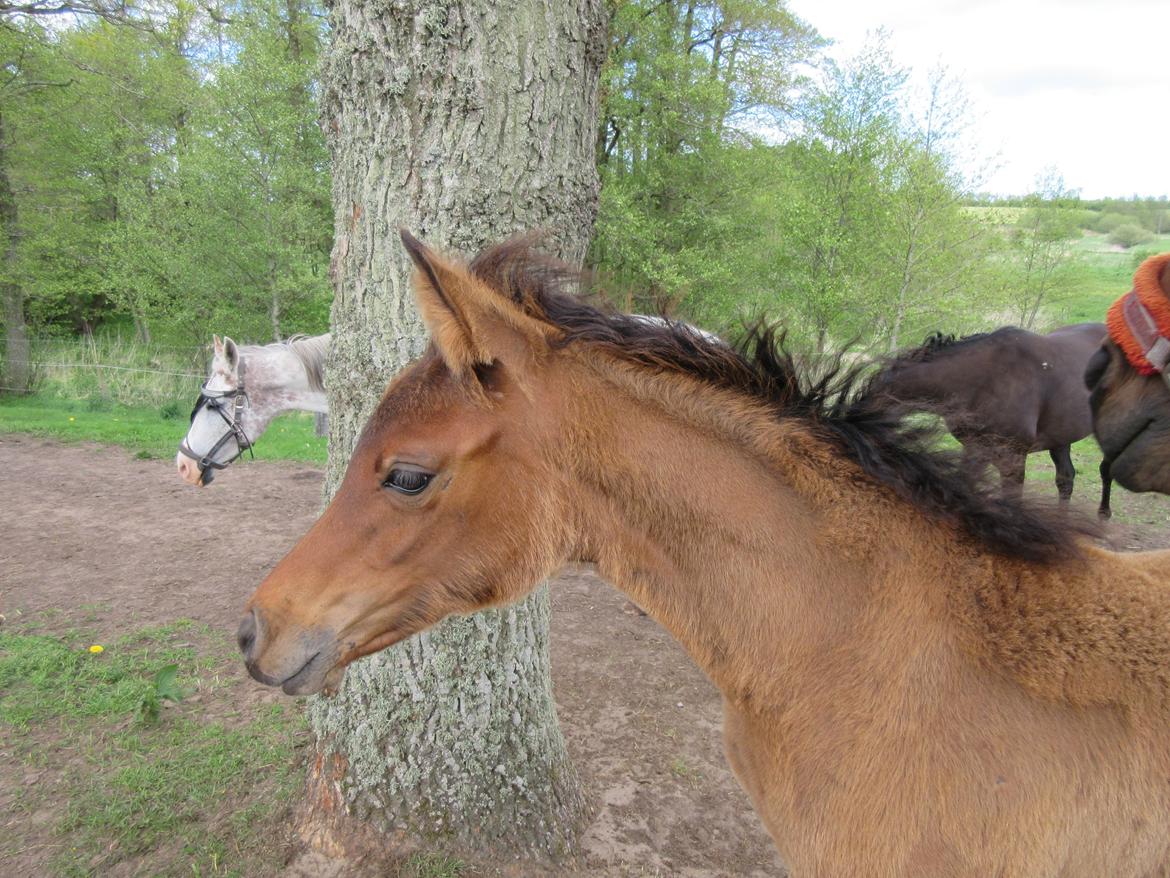 Arabisk fuldblod (OX) E'leganzy OX 6021 *SOLGT* billede 5