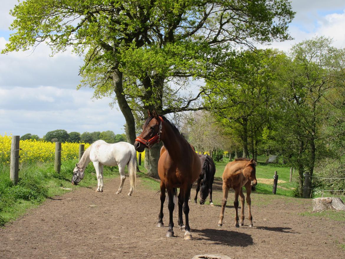 Arabisk fuldblod (OX) E'salta ox  *SOLGT* billede 7