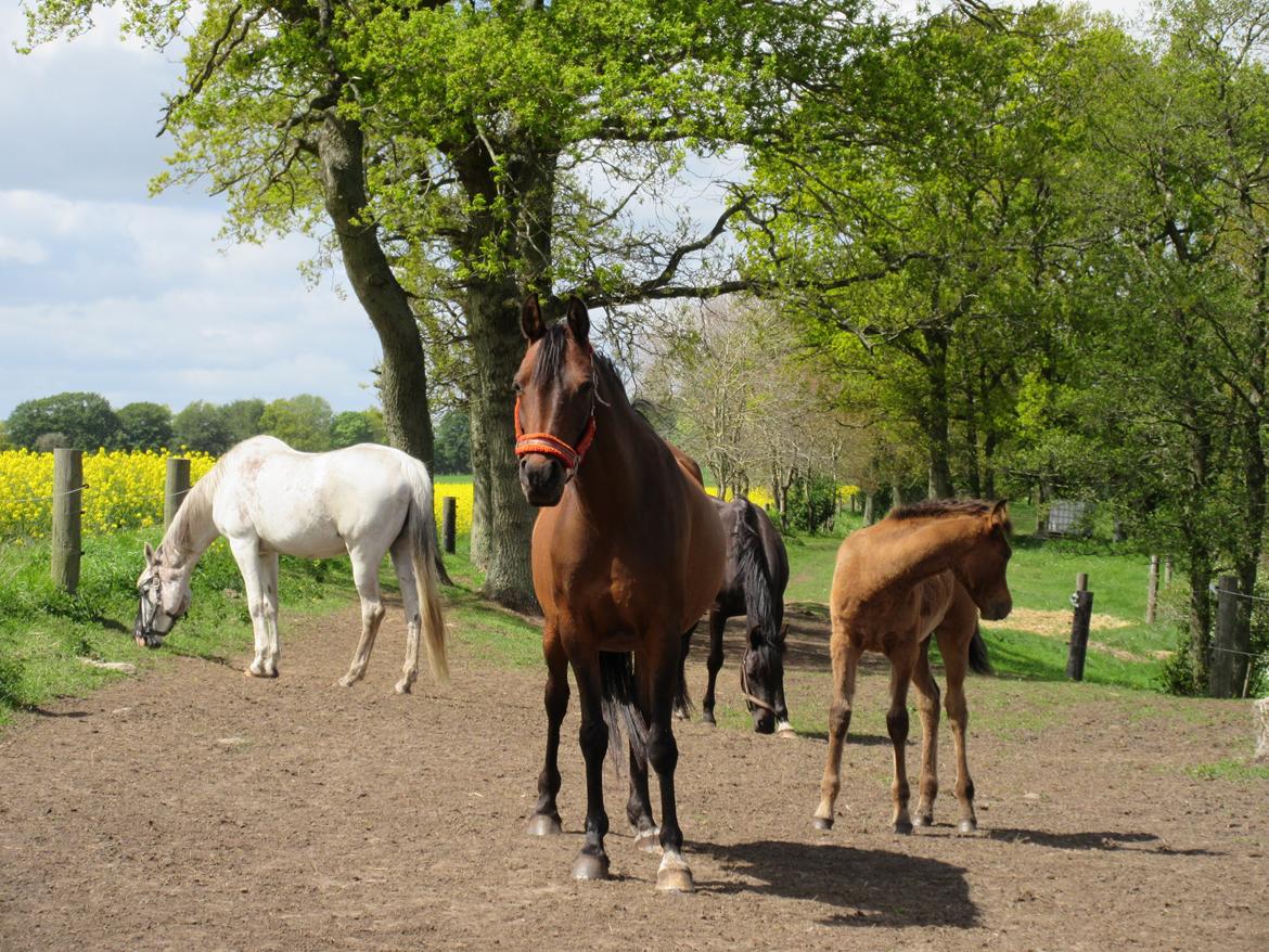 Arabisk fuldblod (OX) E'salta ox  *SOLGT* billede 6