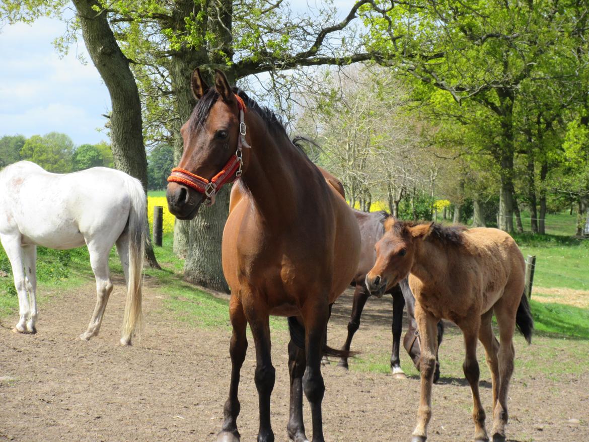 Arabisk fuldblod (OX) E'salta ox  *SOLGT* billede 5