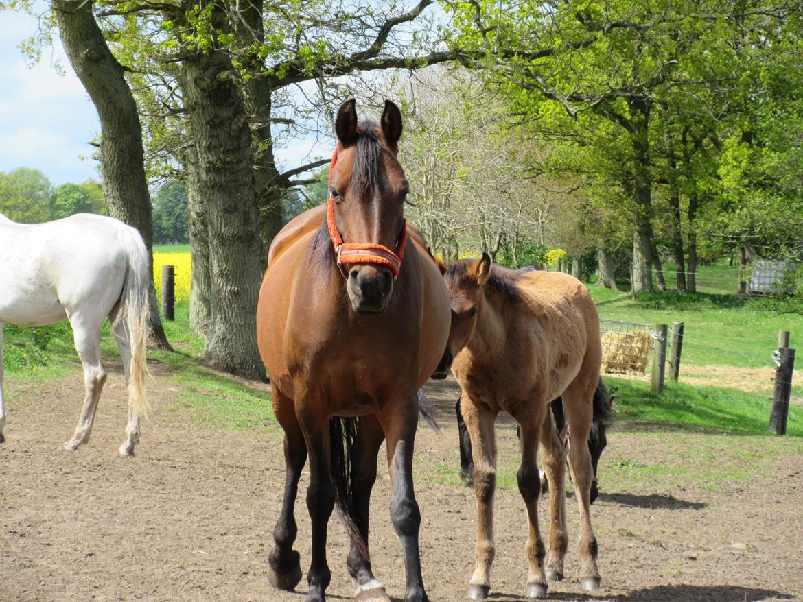 Arabisk fuldblod (OX) E'salta ox  *SOLGT* billede 4