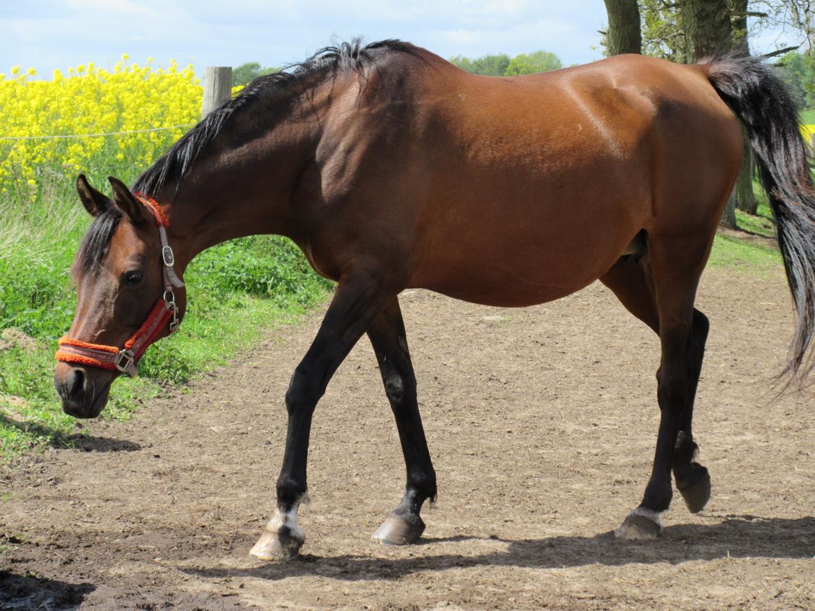 Arabisk fuldblod (OX) E'salta ox  *SOLGT* billede 1