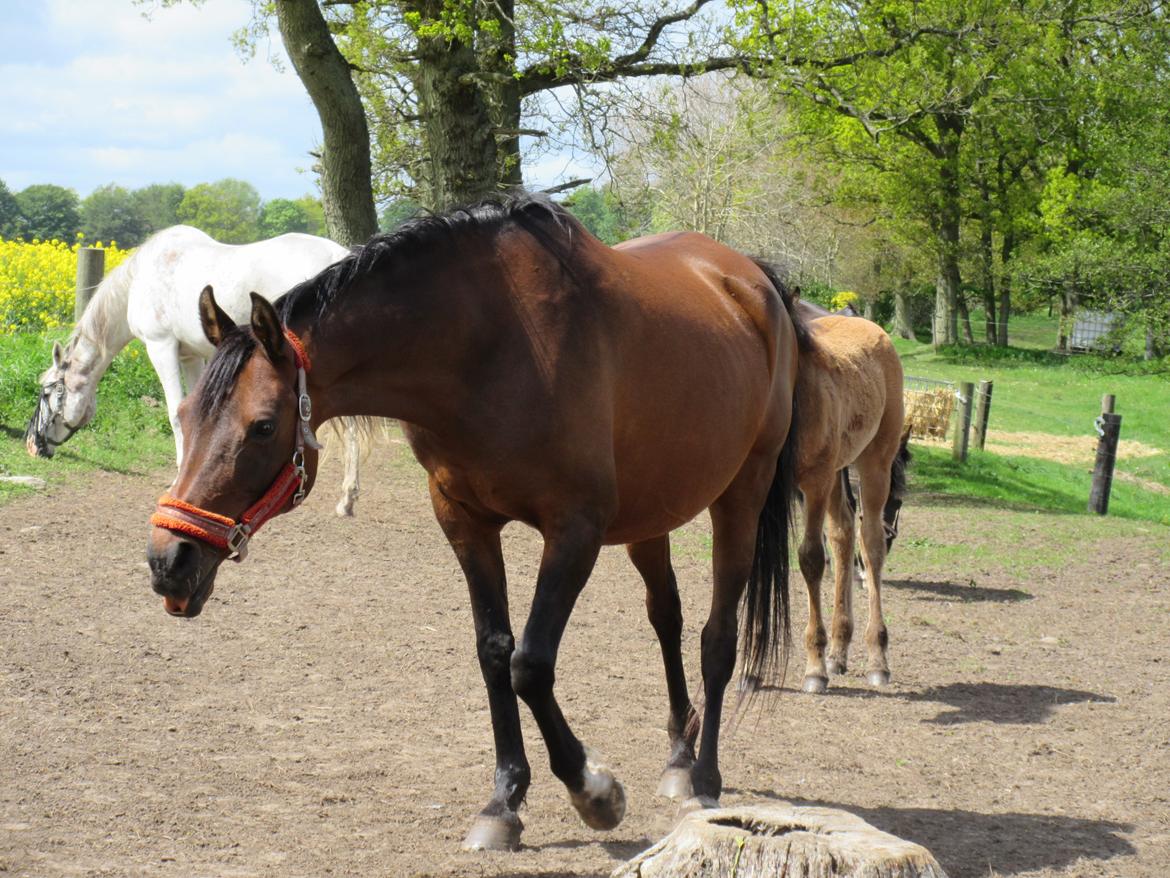 Arabisk fuldblod (OX) E'salta ox  *SOLGT* billede 2