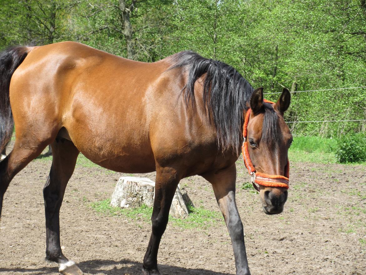 Arabisk fuldblod (OX) E'salta ox  *SOLGT* billede 3