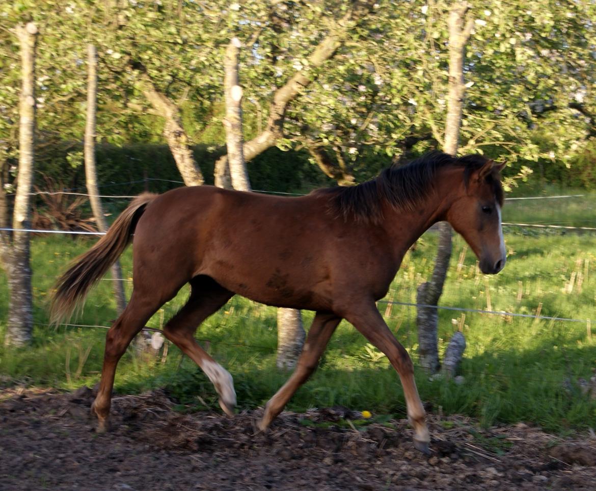 DSP Gaia M billede 18