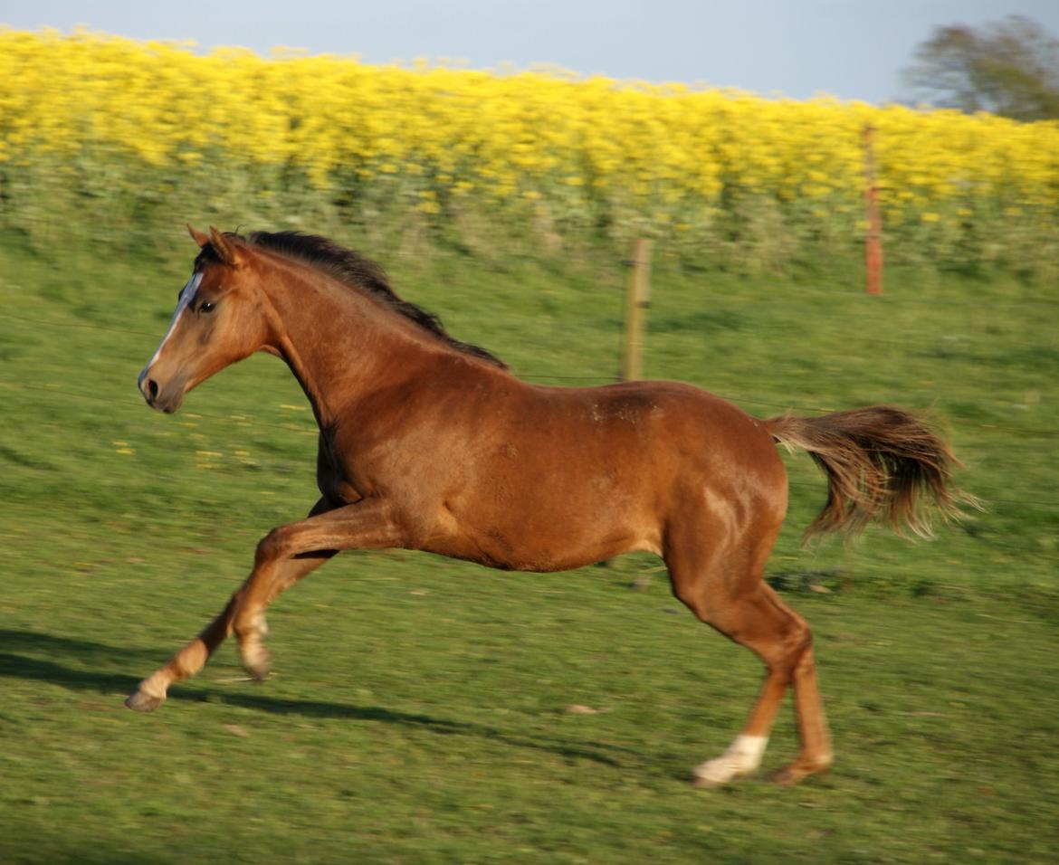 DSP Gaia M billede 19