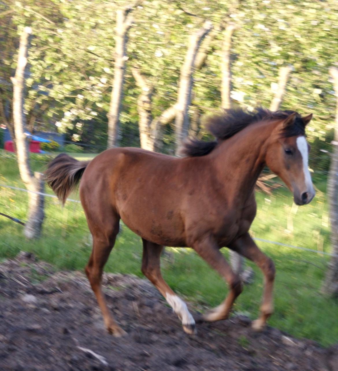 DSP Gaia M billede 17