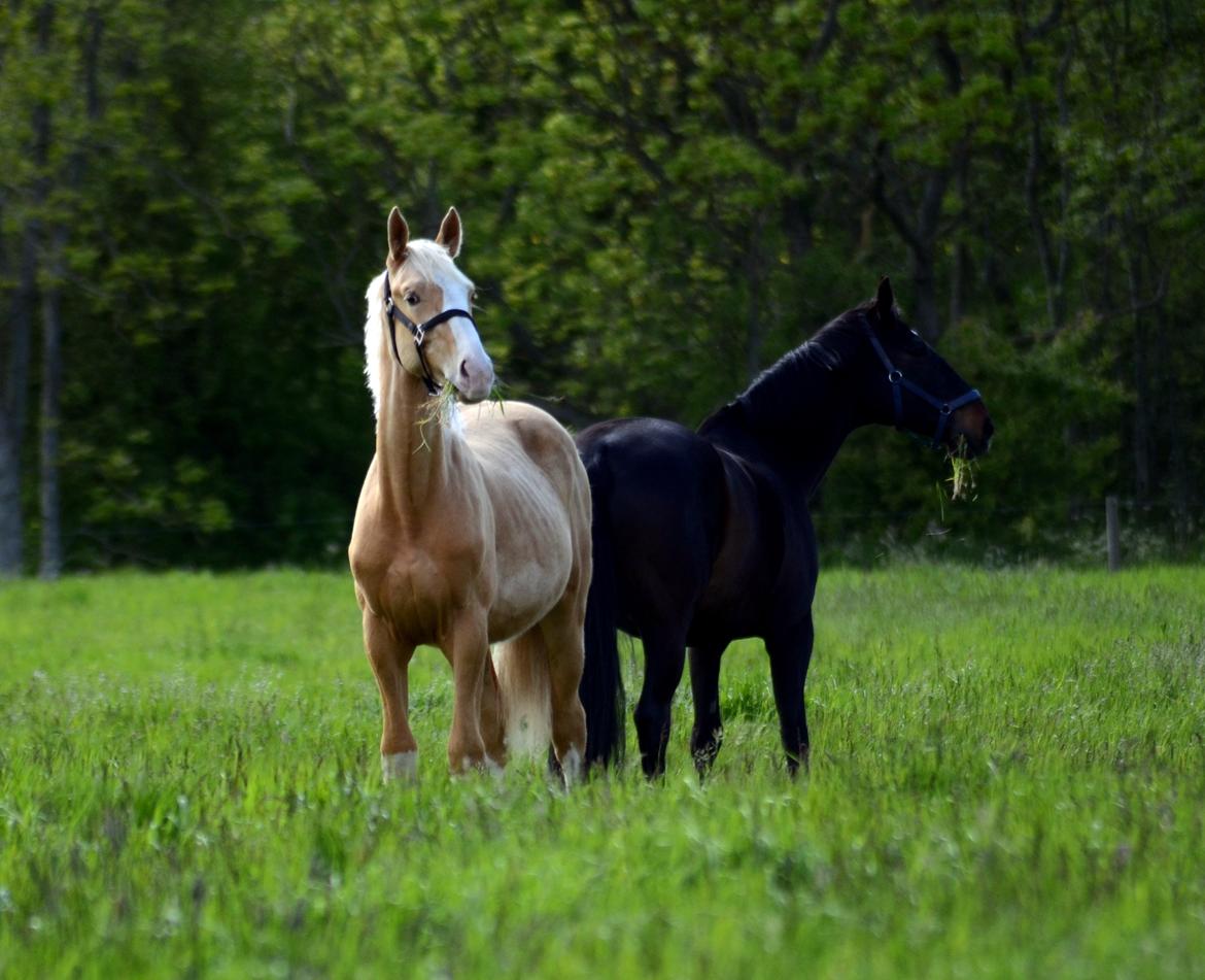 Palomino Stensgaardens Copyright - 1 år billede 42