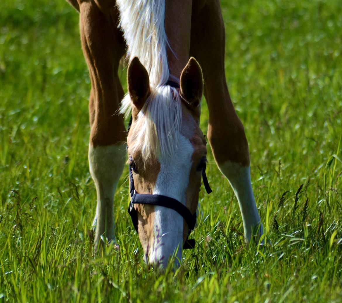 Palomino Stensgaardens Copyright - 1 år billede 38