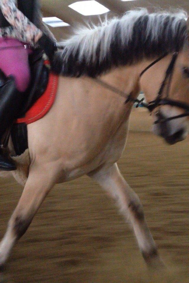 Fjordhest Nicolai (gamle part) billede 14