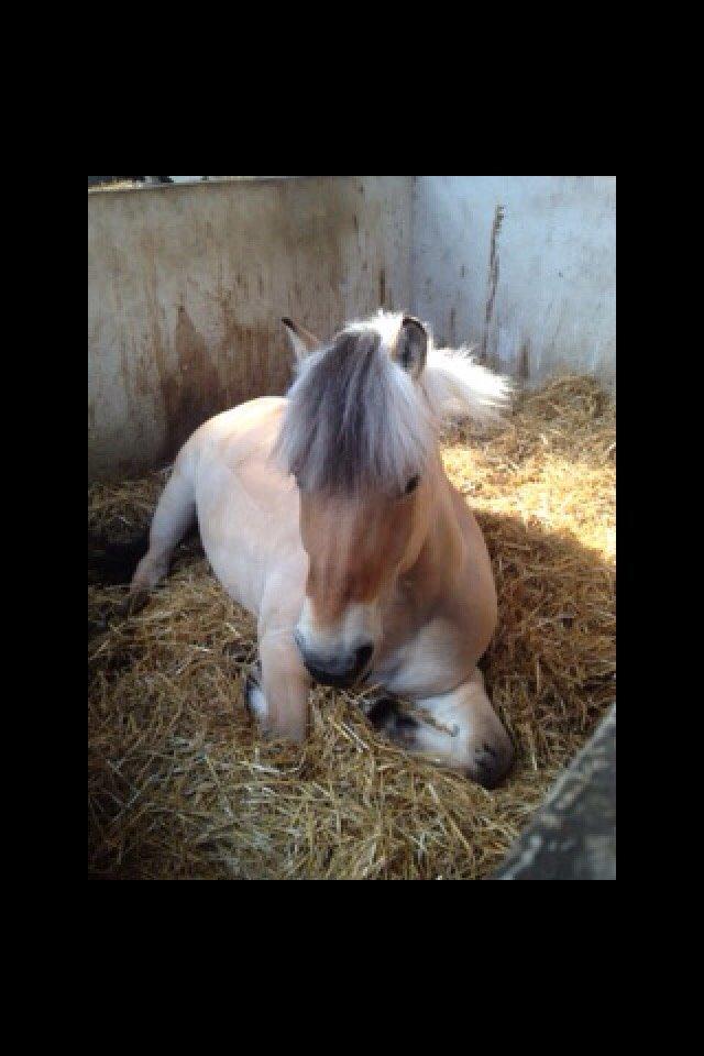 Fjordhest Nicolai (gamle part) billede 15